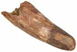 Enormous, Fossil Spinosaurus Tooth - Feeding Worn Tip #289777-1
